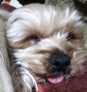 犬、舌が出てる寝顔