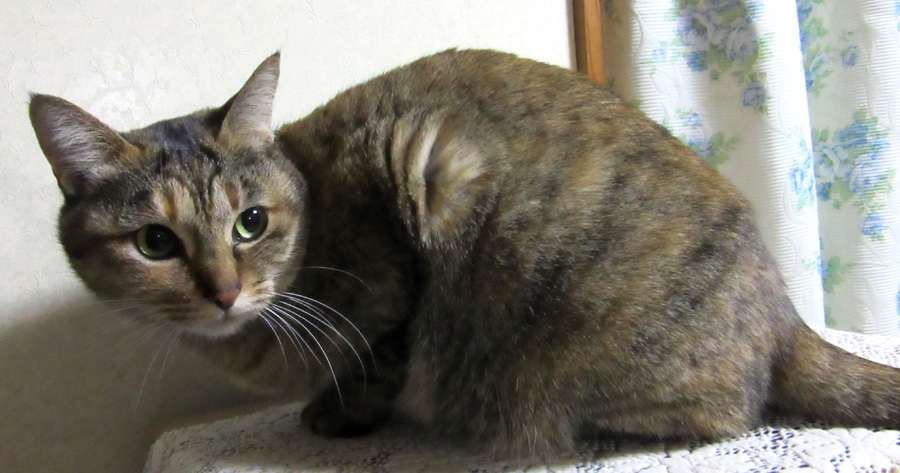 猫アレルギーの私が猫を飼う 海外のグッズで喘息を克服した私の治し方 50 Funnyface