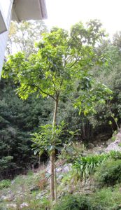 アボカドの木