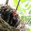 身近な野鳥、ヒヨドリ？鳥の巣が庭木に。卵、ヒナ、そして巣立ち。
